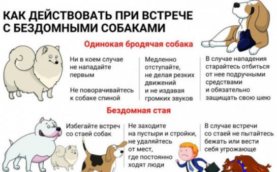 КАК ДЕЙСТВОВАТЬ ПРИ ВСТРЕЧЕ С БЕЗДОМНЫМИ СОБАКАМИ 
