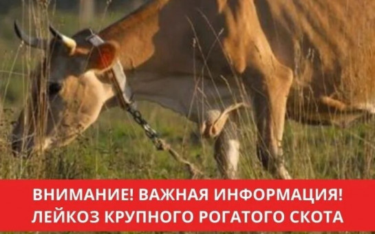 Внесены изменения в Ветеринарные правила осуществления мероприятий направленных на предотвращение распространения и ликвидацию очагов лейкоза